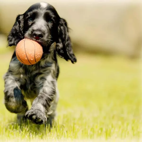 Ballen